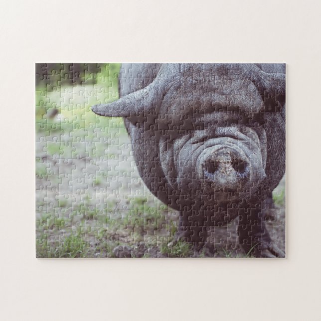 Funny Big Pig Posing für Kamera Puzzle (Horizontal)