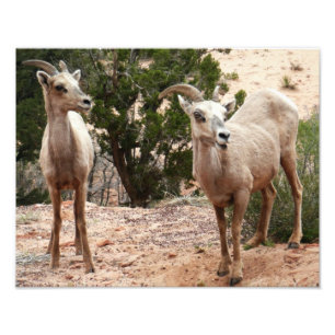 Funny Bighorn Sheep im Zion Nationalpark Fotodruck
