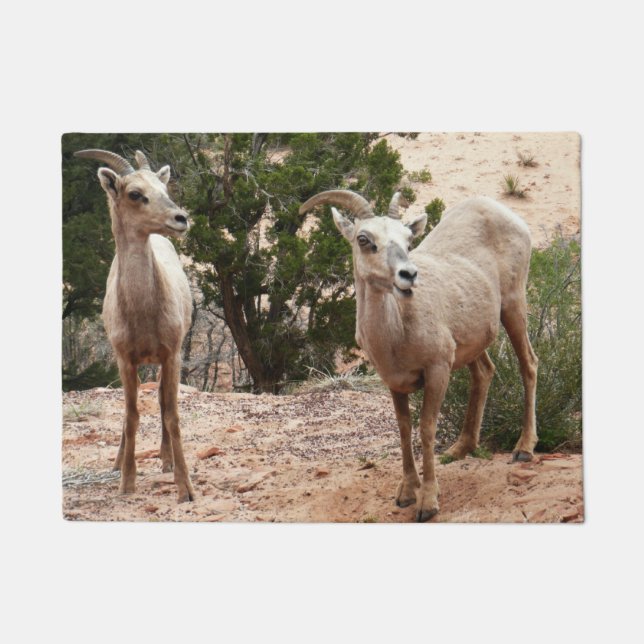 Funny Bighorn Sheep im Zion Nationalpark Fußmatte (Vorderseite)