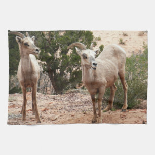 Funny Bighorn Sheep im Zion Nationalpark Geschirrtuch