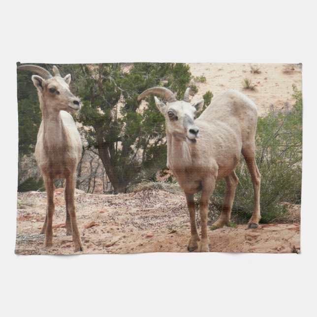 Funny Bighorn Sheep im Zion Nationalpark Geschirrtuch (Horizontal)