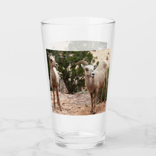 Funny Bighorn Sheep im Zion Nationalpark Glas (Vorderseite)