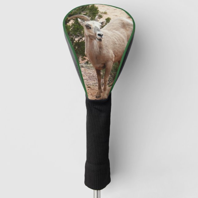 Funny Bighorn Sheep im Zion Nationalpark Golf Headcover (Vorderseite)