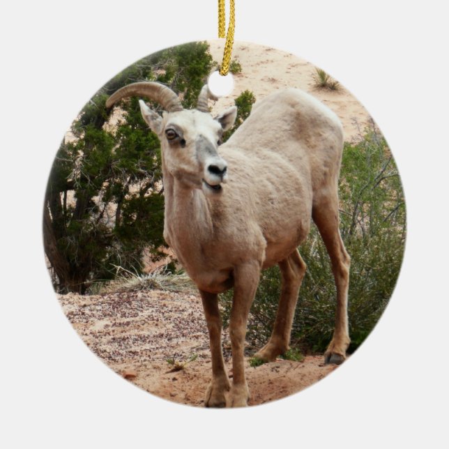 Funny Bighorn Sheep im Zion Nationalpark Keramikornament (Vorne)