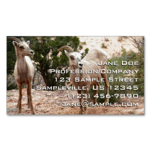 Funny Bighorn Sheep im Zion Nationalpark Magnetische Visitenkarte
