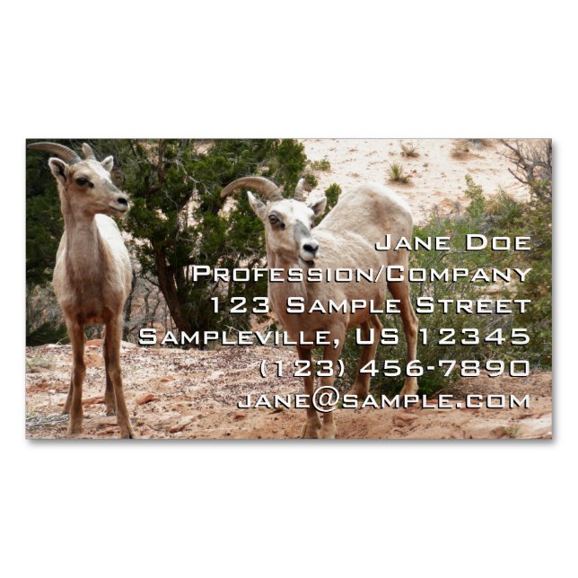 Funny Bighorn Sheep im Zion Nationalpark Magnetische Visitenkarte (Vorderseite)