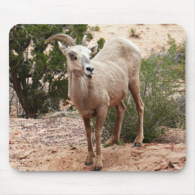 Funny Bighorn Sheep im Zion Nationalpark Mousepad (Vorne)