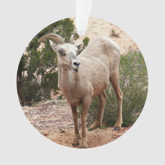 Funny Bighorn Sheep im Zion Nationalpark Ornament (Vorderseite)