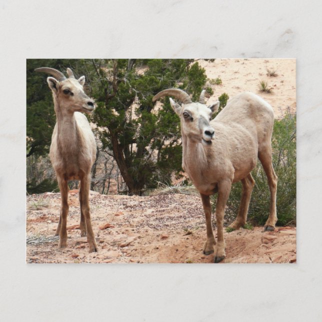 Funny Bighorn Sheep im Zion Nationalpark Postkarte (Vorderseite)