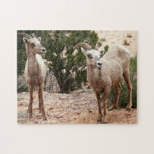 Funny Bighorn Sheep im Zion Nationalpark Puzzle