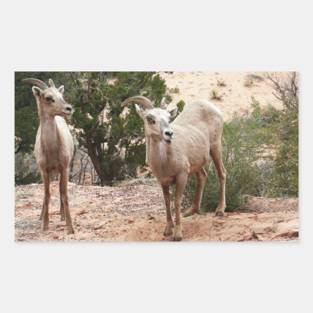 Funny Bighorn Sheep im Zion Nationalpark Rechteckiger Aufkleber (Vorderseite)