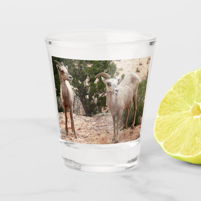 Funny Bighorn Sheep im Zion Nationalpark Schnapsglas (Vorderseite)