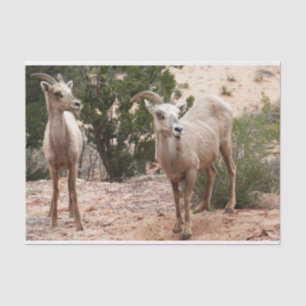 Funny Bighorn Sheep im Zion Nationalpark Seidenpapier