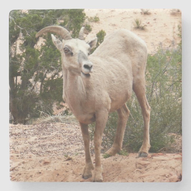Funny Bighorn Sheep im Zion Nationalpark Steinuntersetzer (Vorderseite)