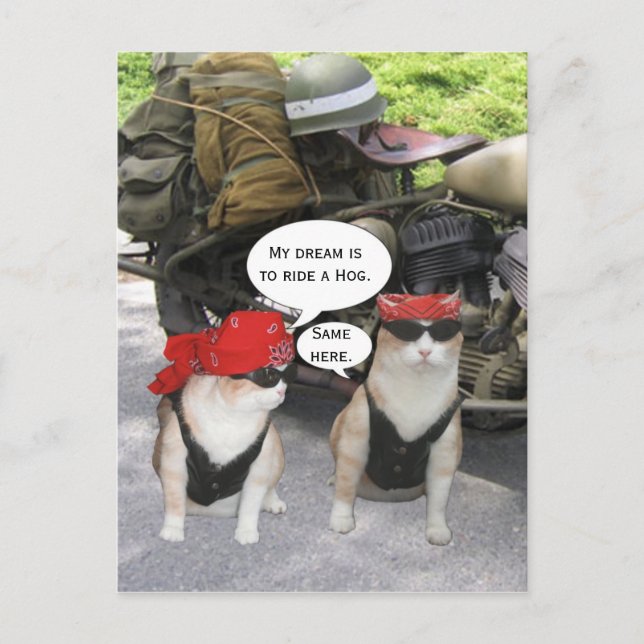Funny Biker Cats Postkarte (Vorderseite)