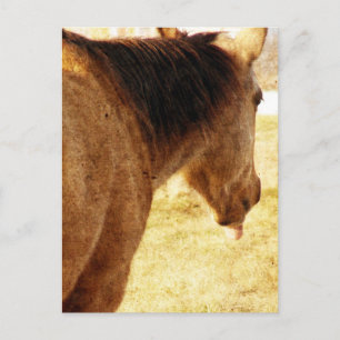 Funny Buckskin Postkarte