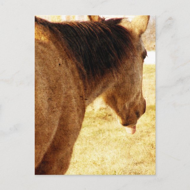 Funny Buckskin Postkarte (Vorderseite)