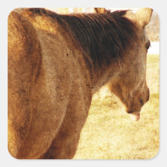 Funny Buckskin Quadratischer Aufkleber (Vorderseite)
