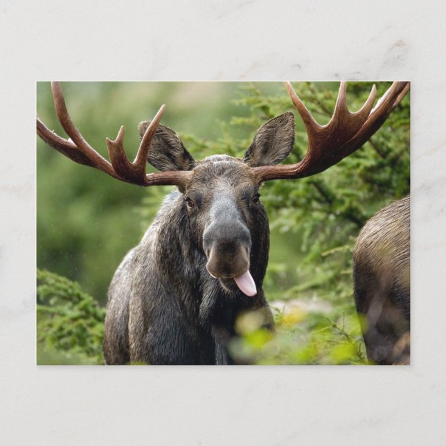 Funny Bull Moose Postkarte (Vorderseite)