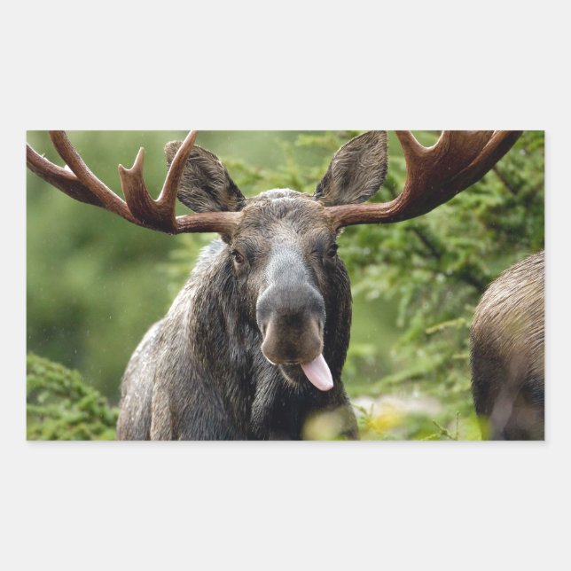 Funny Bull Moose Rechteckiger Aufkleber (Vorderseite)
