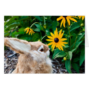 Funny Bunny