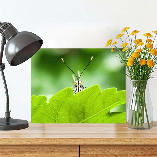Funny Butterfly Flüchtigen Blicke über Leaf Fotodruck (Cute butterfly macro photography original nature print is perfect for your green home in the woods. )