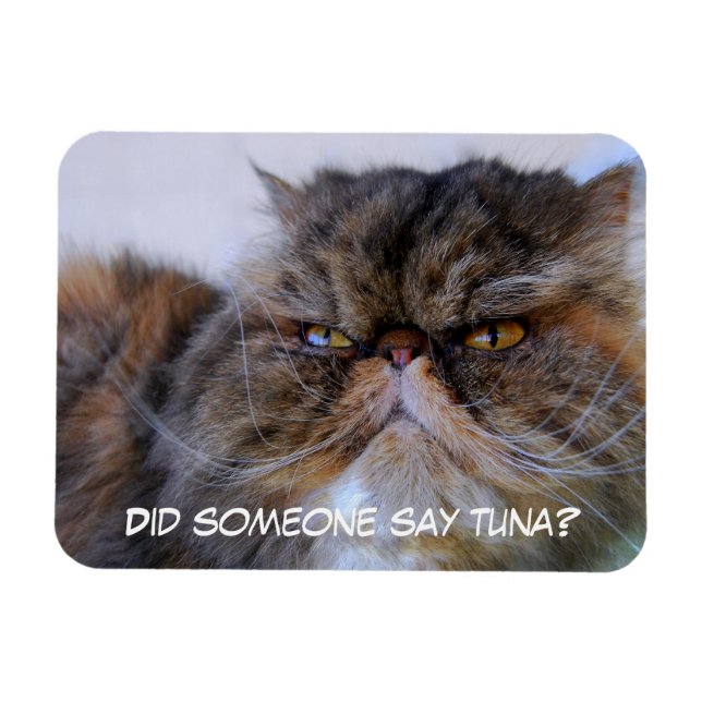 Funny Calico Persian Cat Premium Magnet (Horizontal)