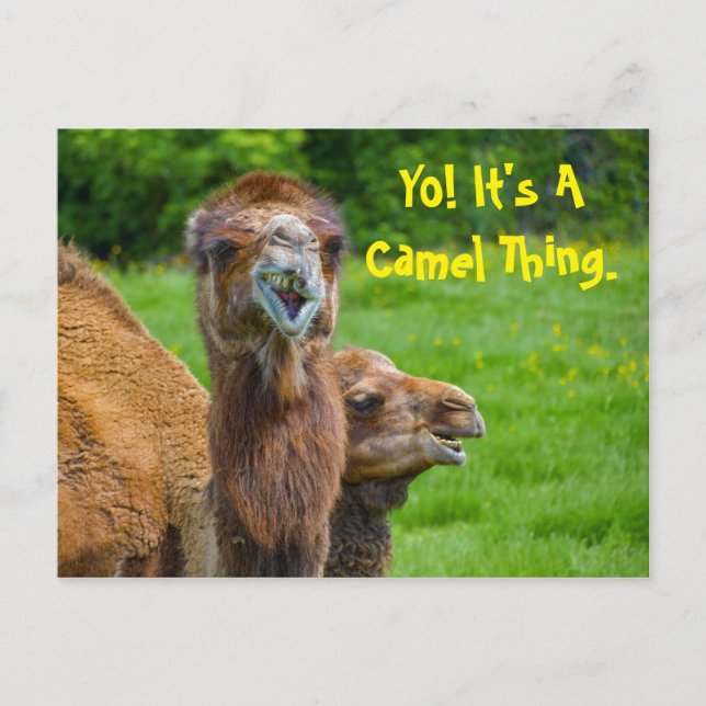 Funny Camel Animal Postkarte (Vorderseite)