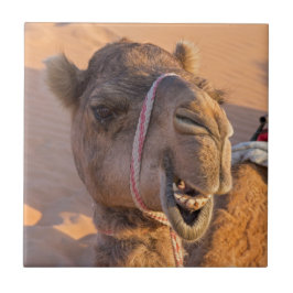 Funny Camel Fliese