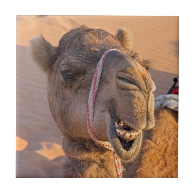 Funny Camel Fliese (Vorderseite)