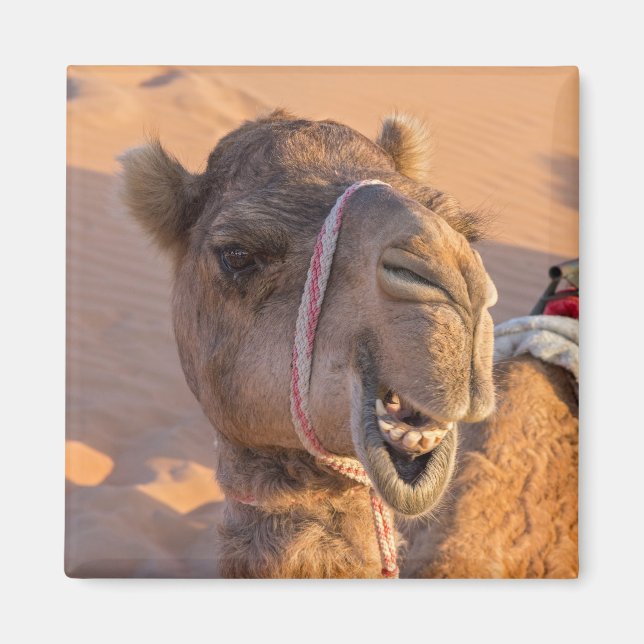 Funny Camel Magnet (Vorne)