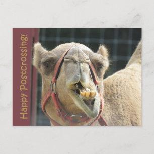Funny Camel Postcross Postcard Postkarte