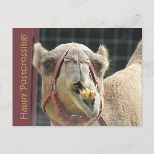 Funny Camel Postcross Postcard Postkarte (Vorderseite)