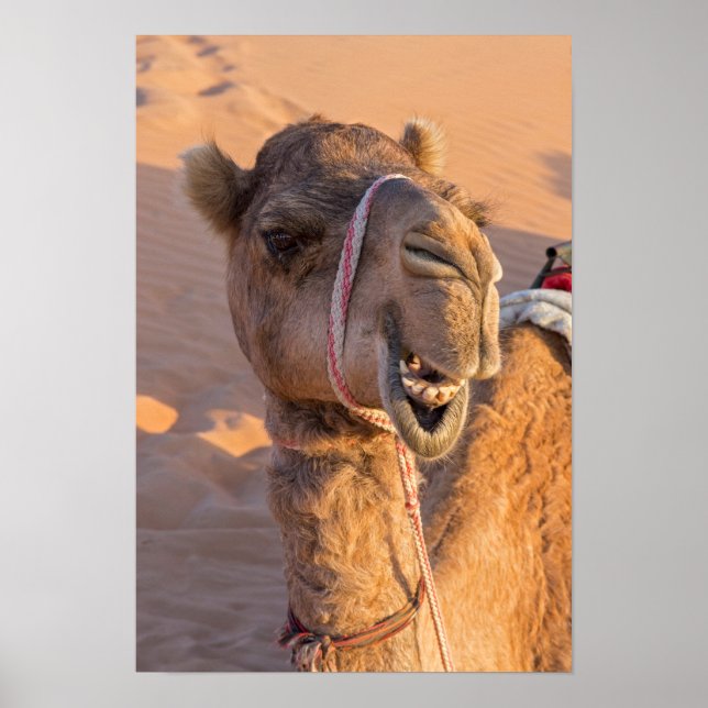 Funny Camel Poster (Vorne)