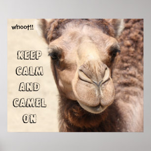 Funny Camel Poster Behielt Calm und Camel On (whot