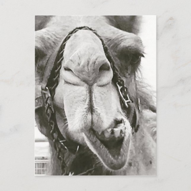 Funny Camel Postkarte (Vorderseite)