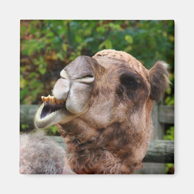 Funny Camel Wildlife Animal Foto Magnet (Vorne)