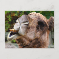 Funny Camel Wildlife Animal Foto