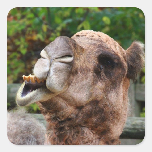 Funny Camel Wildlife Animal Foto Quadratischer Aufkleber (Vorderseite)