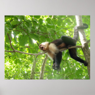 Funny Capuchin Monkey Poster