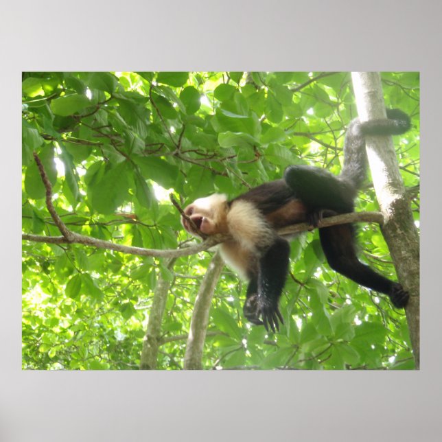 Funny Capuchin Monkey Poster (Vorne)
