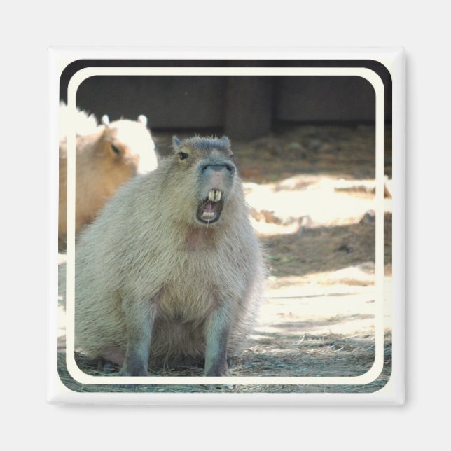 Funny Capybara Magnet (Vorne)