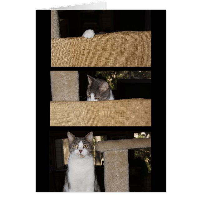 Funny Cat Admirer (Vorne)