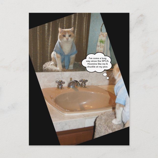 Funny Cat Affirmation Postkarte (Vorderseite)