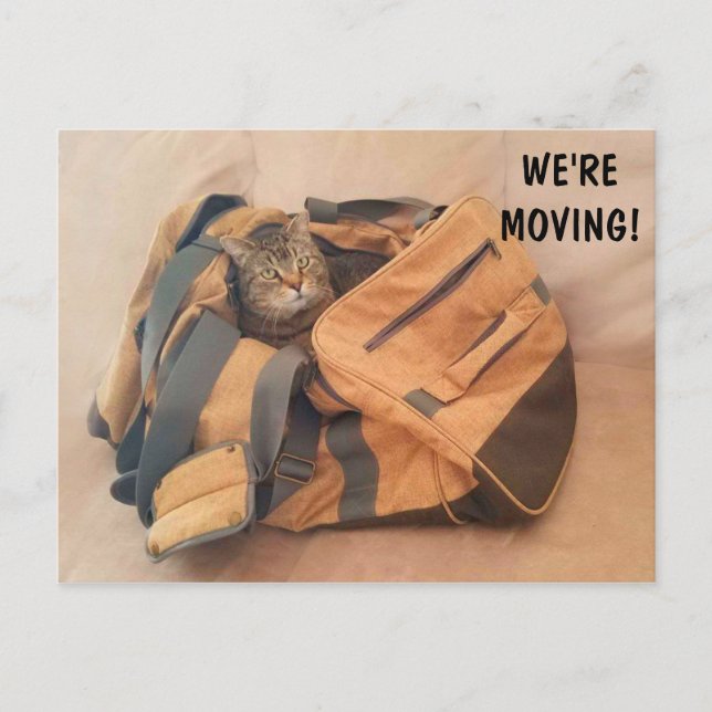 Funny Cat and Suitcase Moving Postcard Postkarte (Vorderseite)