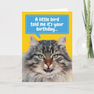 Funny Cat Ate Bird Geburtstag Gruß Karte