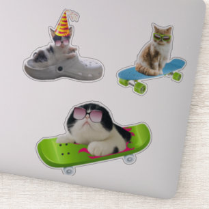 Funny Cat auf Skateboard Aufkleber