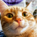 Funny Cat Birthday Card Magnetkarte<br><div class="desc">Das ist Sprocket. Sprocket ist sehr ausdrucksstark, und als ich ihr erzählte, wie alt mein Alter war, war dies der Ausdruck, den sie machte. Ich konnte diesen Moment festhalten, und ich glaube, ich habe erfasst, was sie mir zu sagen versuchte. Das brachte mir so ein Lachen! Ich hoffe, dass es...</div>