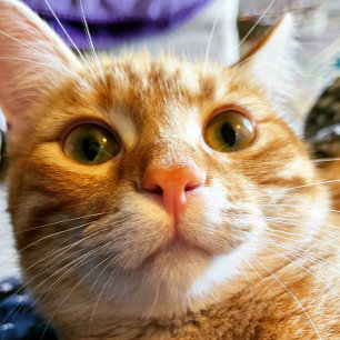 Funny Cat Birthday Card Magnetkarte