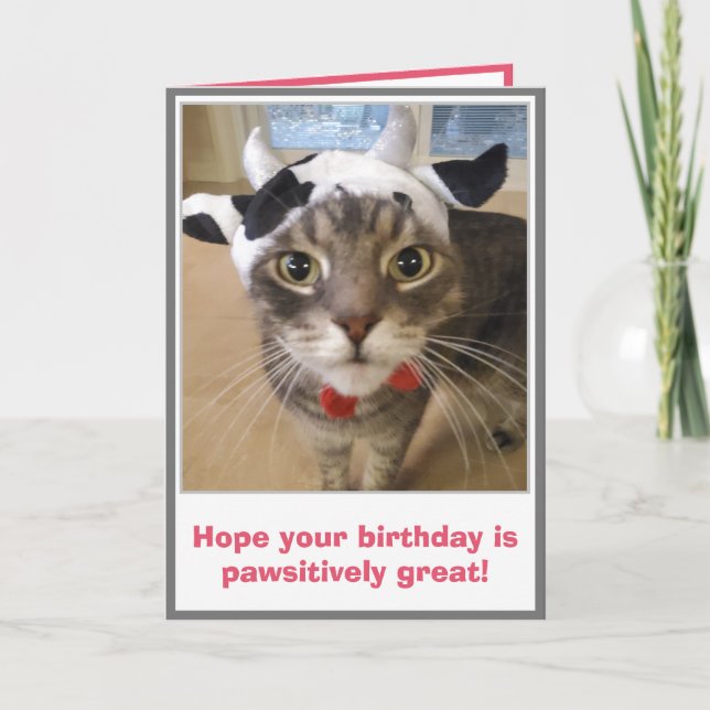 Funny Cat Birthday Karte (Vorderseite)